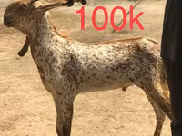 Cabras (lote, sexo no especificado), Najdi goat — foto 2