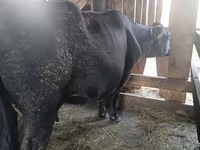 Vaca, Simmental cattle — foto 3