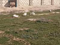 Geese — الصورة 3