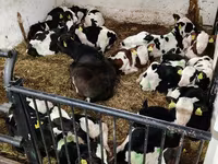 Rinder (Partie, Geschlecht nicht angegeben), Russian Black pied cattle — Foto 2