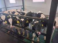 Бұқа, Russian Black pied cattle — 3-сурет
