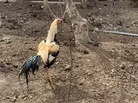Chickens — Foto 4