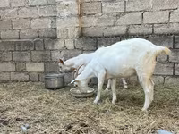 عنزة, Saanen goat — الصورة 3