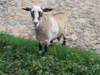 Goat, Goats — photo 2