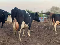 Kuh, Holstein-Rasse — Foto 3