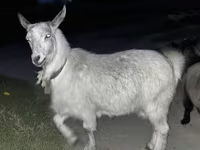 تيس, الماعز — الصورة 4