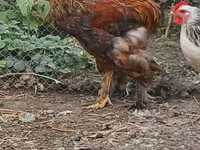 Brahma — Foto 7