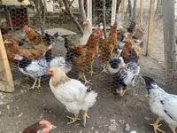 Chickens — الصورة 4