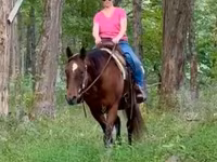 Stute, Quarter Horse — Foto 5