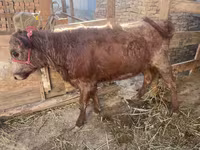Vaca, Ganado vacuno — foto 2