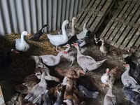 Ducks — الصورة 4
