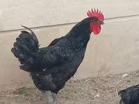 Australorp — Foto 3