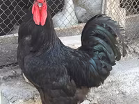 Chickens — फ़ोटो 1