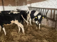 Kuh, Russian Black pied cattle — Foto 1