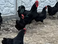 أوسترالورب — الصورة 1