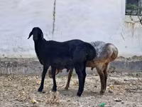 मेढ़ा, भेड़ — फ़ोटो 5