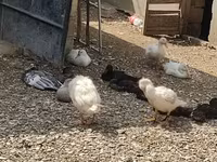 Chickens — 1-rasm