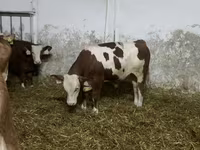 公牛, Simmental cattle — 照片 1