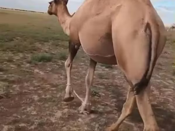 母骆驼, Kazakh Bactrian camel