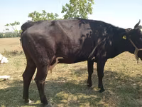 गाय, Latvian Blue cattle — फ़ोटो 4