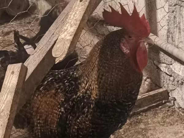 Chickens
