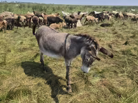 Yegua, Caballos — foto 1