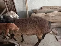 كبش, Blackheaded Persian sheep — الصورة 2