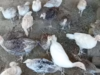 Turkeys — Foto 2