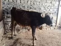 ثور, الماشية — الصورة 2
