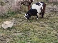 Goats (batch, sex not specified), Saanen goat — photo 6