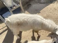 تيس, الماعز — الصورة 3
