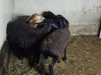 Schaf, Hissar sheep — Foto 2