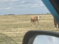 Buğa, Simmental cattle — foto 1