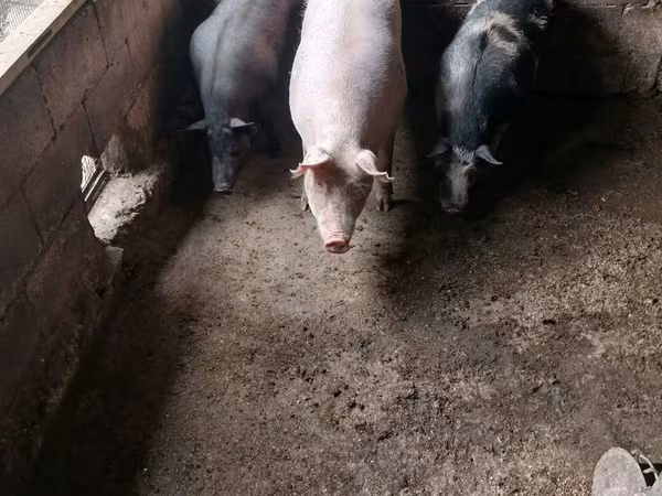 Sow, Pigs