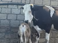 Sigir, Simmental cattle — 1-rasm