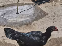 Chickens — الصورة 5