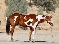 Hengst, American paint horse — Foto 3