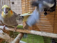Salam 1 cüt korella quşu satılır yem qabı su qabı qəfəsi və yuvası var — Foto 5