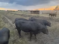 Toro, Aberdeen-Angus — foto 2