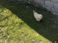 Seidenhuhn — Foto 2
