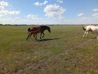 Кобила, Kinsky horse — фото 2