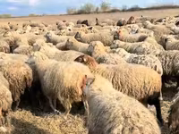 Oveja, Ovejas — foto 1