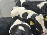 Rinder (Partie, Geschlecht nicht angegeben), Russian Black pied cattle — Foto 2