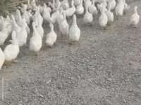 Deutscher Pekin — Foto 2