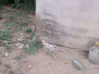 Chickens — 7-rasm