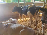 Rinder (Partie, Geschlecht nicht angegeben), Holstein-Rasse — Foto 3