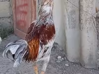 Chickens — foto 3