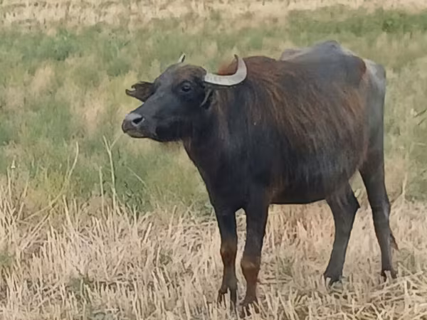 Kuh, Afrikanischer Büffel