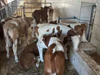 Bulle, Simmental cattle — Foto 2