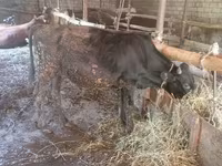 Bulle, Aberdeen-Angus — Foto 2